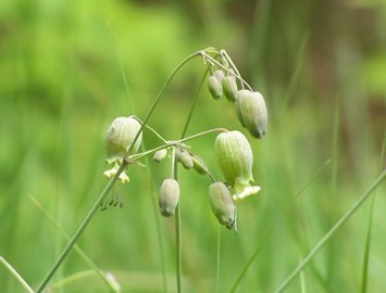 Silene vulgaris